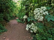 40 Slul 'Sentiero delle Rue' rinverdito e fiorito